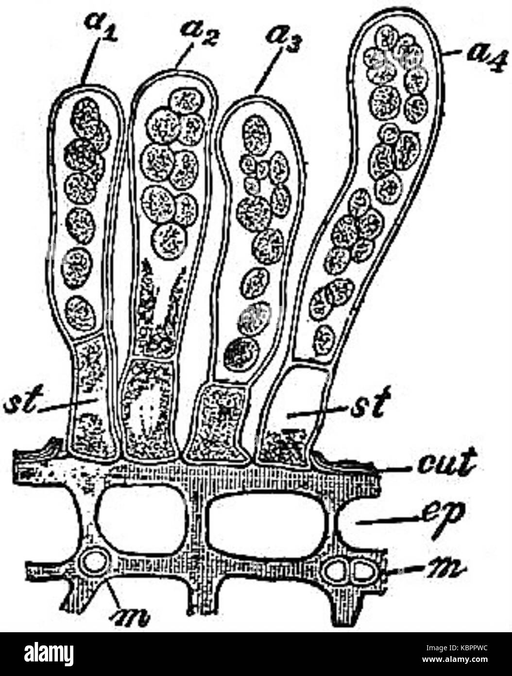 EB1911 Funghi Taphrina Pruni Foto Stock