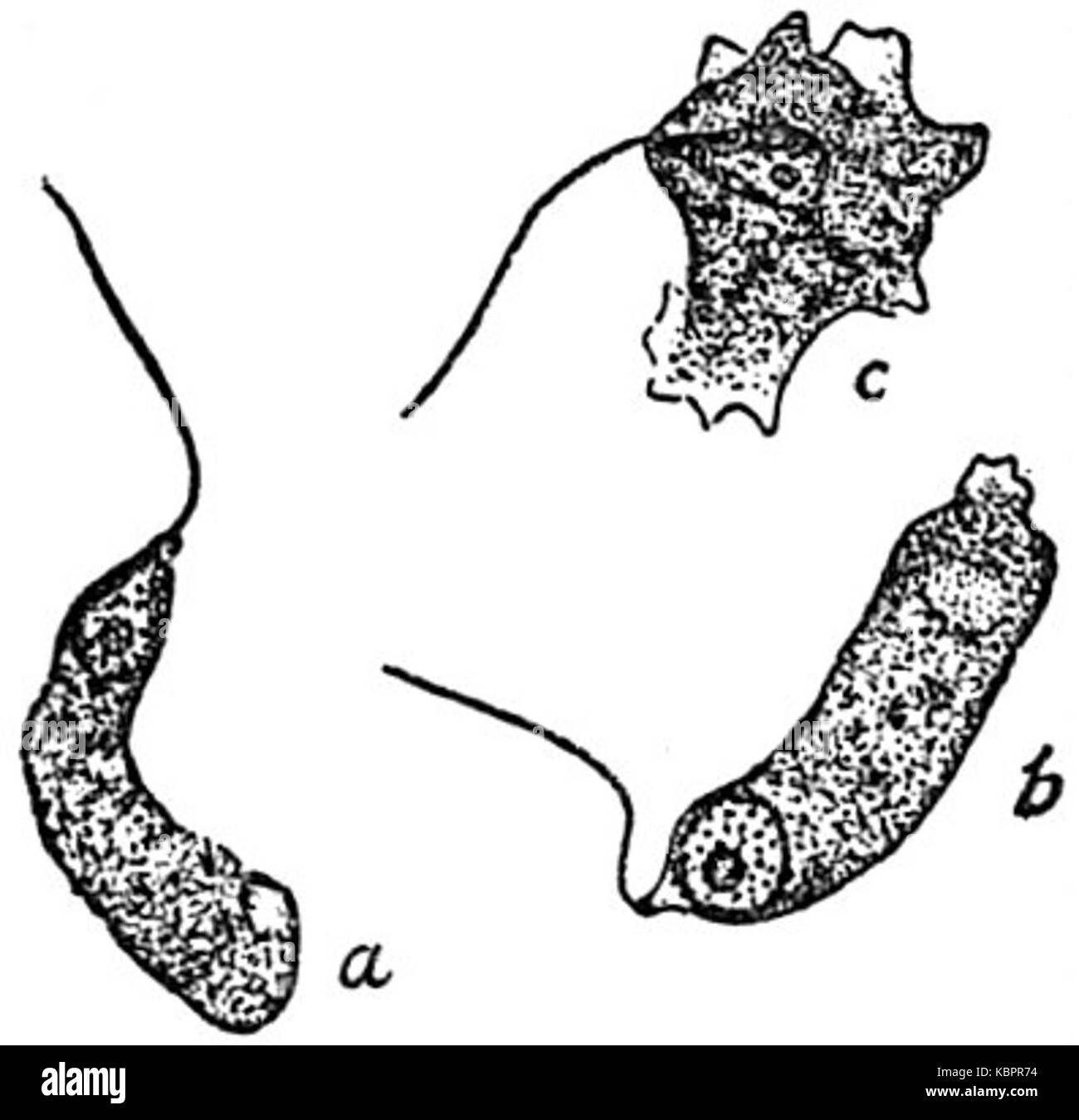EB1911 Mycetozoa Badhamia panicea zoospores macchiata Foto Stock
