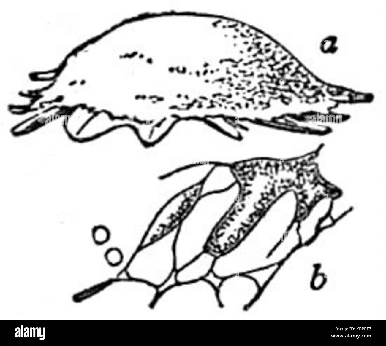 EB1911 Mycetozoa Fuligo septica Foto Stock