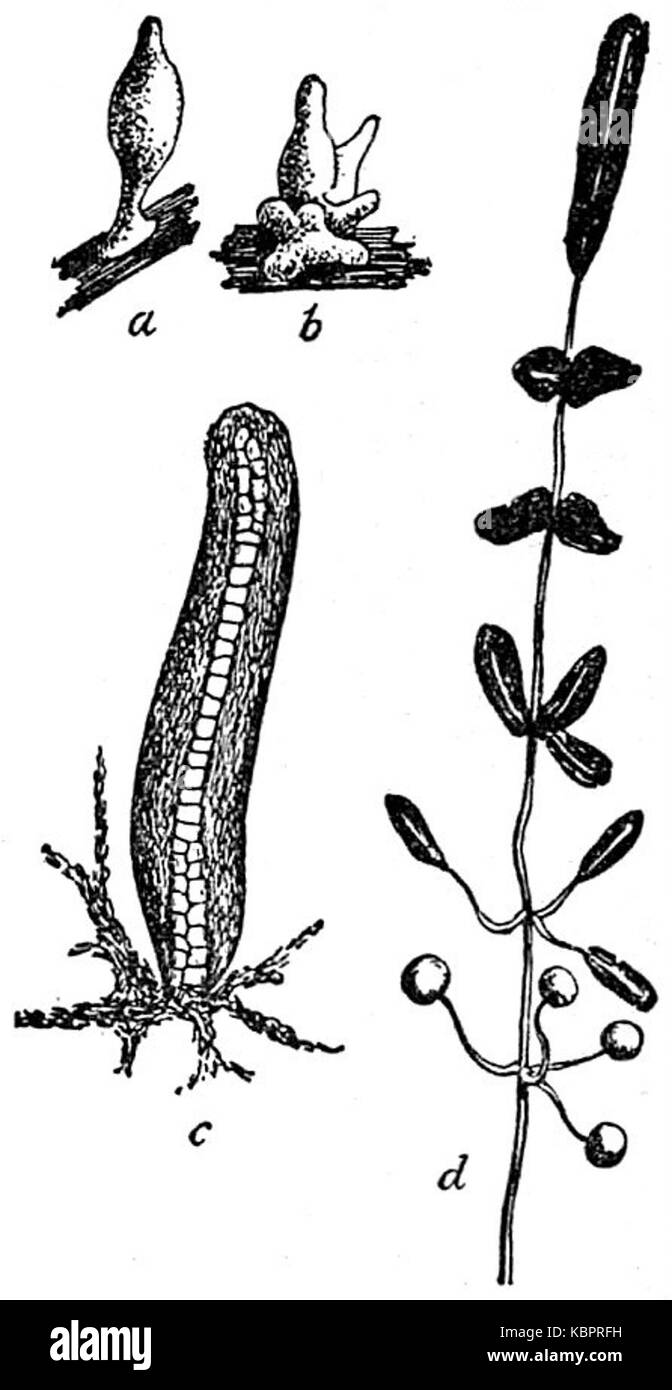 Il termine "Mycetozoa" si riferisce a muffe di melma, un gruppo di organismi simili ai funghi. I Sori sono strutture riproduttive in cui le spore sono prodotte in questi organismi, come descritto nella Encyclopedia Britannica del 1911. Foto Stock