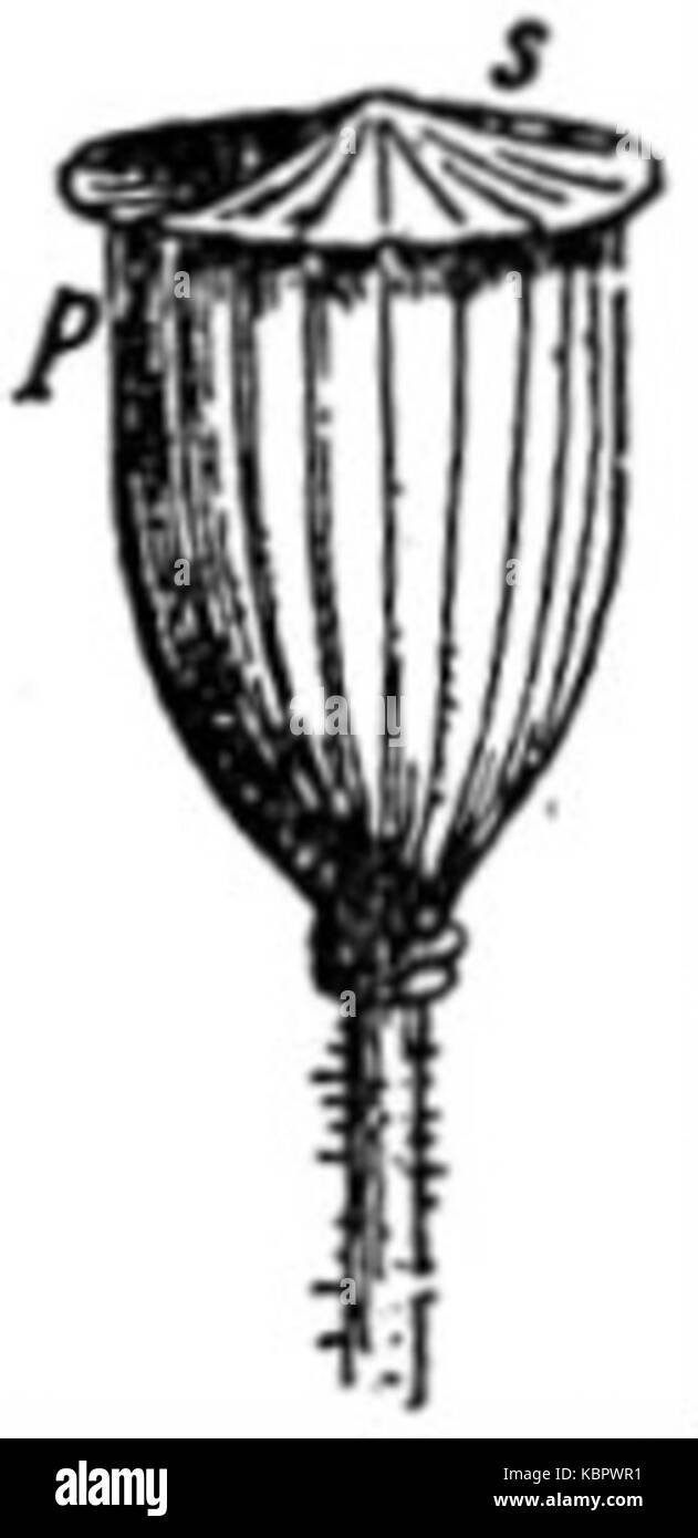 EB1911 Fiore capsule di semi di papavero Foto Stock