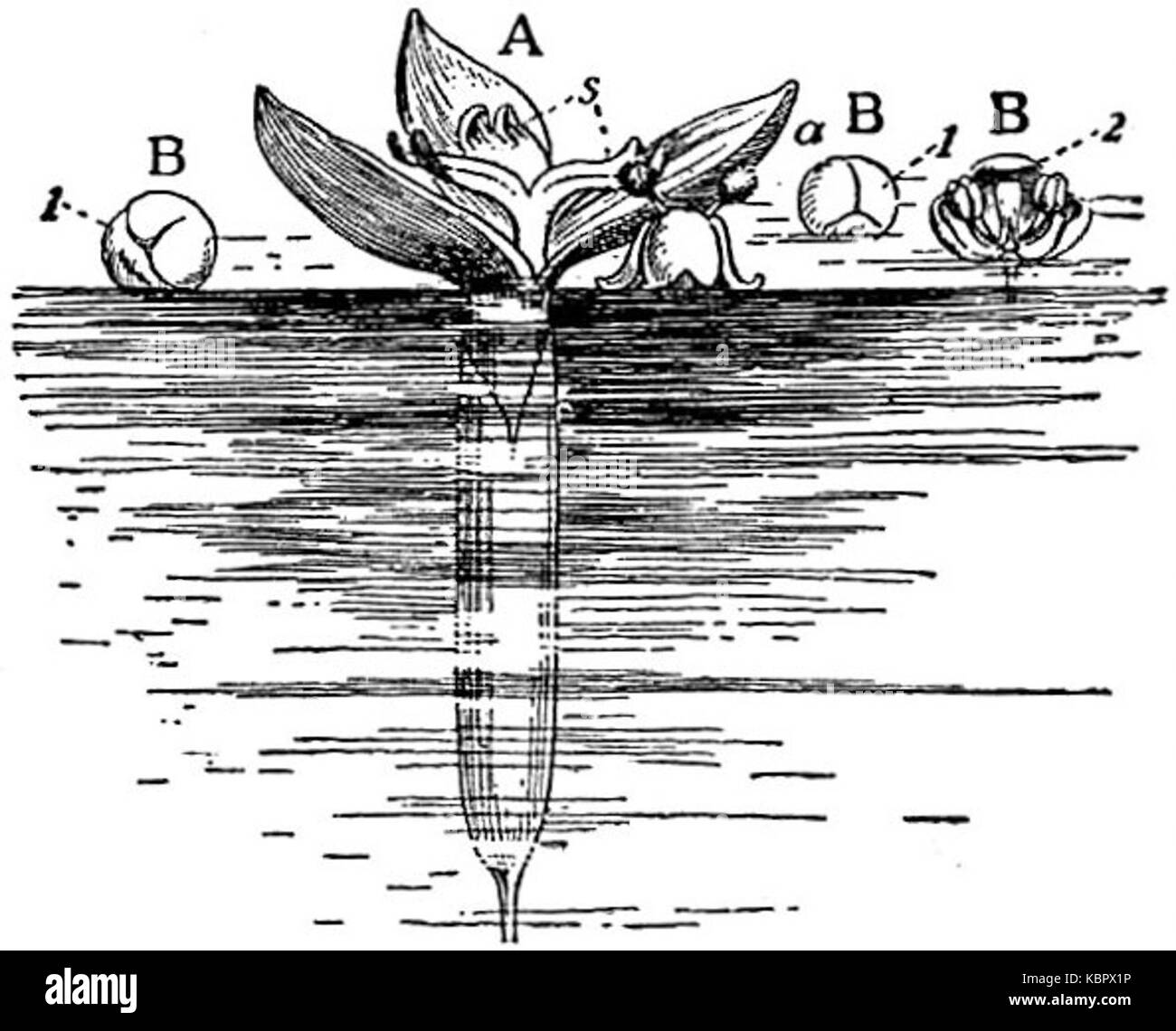EB1911 impollinazione Vallisneria spiralis Foto Stock