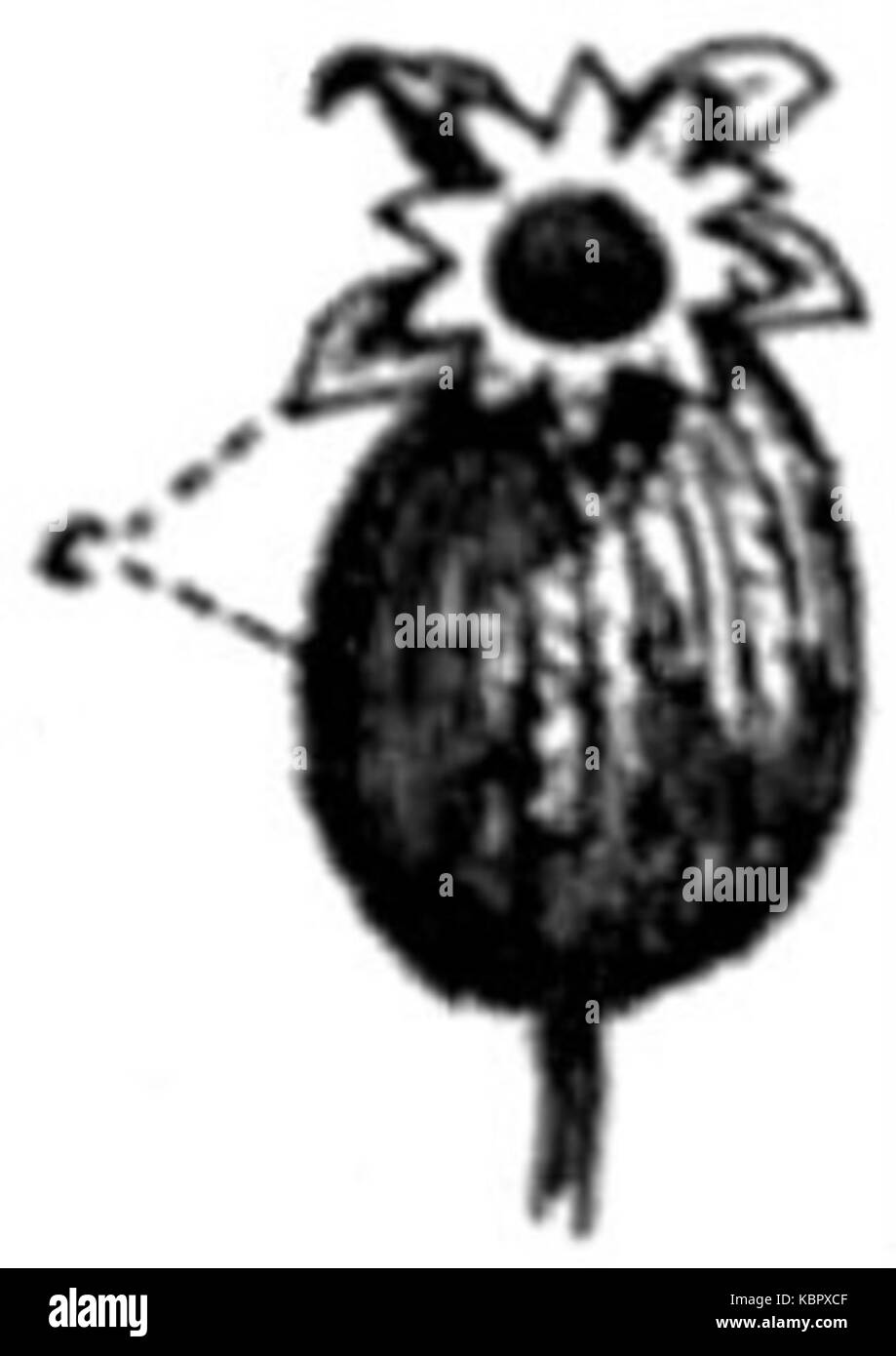 EB1911 frutto di capsula di campion Foto Stock