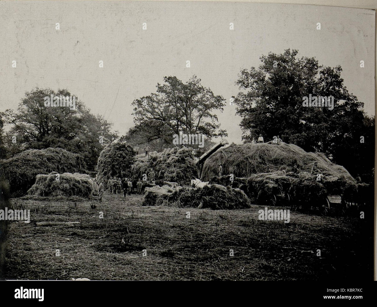 Einbringung der Ernte zum Dreschen. , Ostrozec, Aufgenommen am 25. X. 1915. (BildID 15540510) Foto Stock