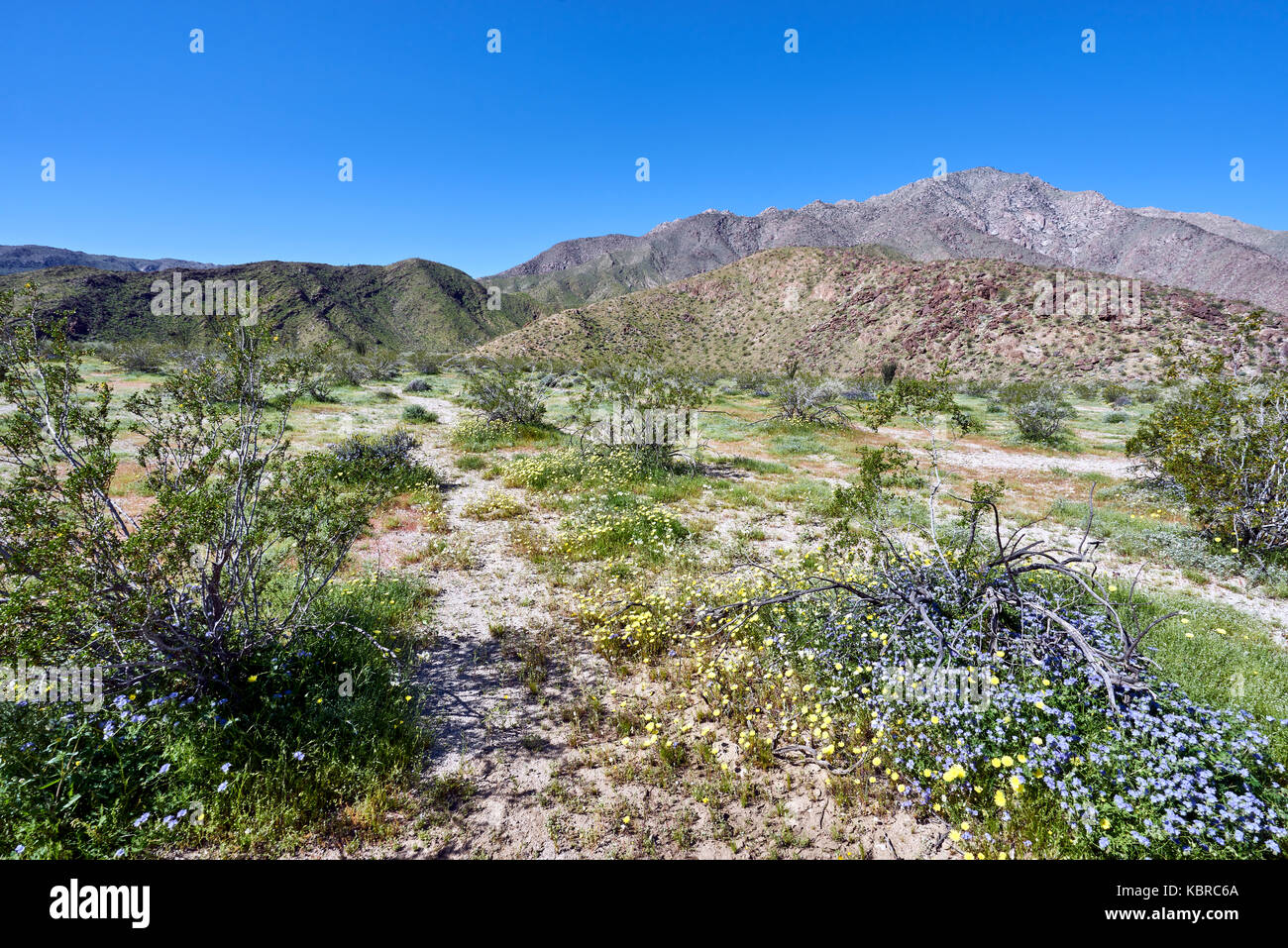 Super bloom nel deserto della California dopo forti piogge invernali Foto Stock