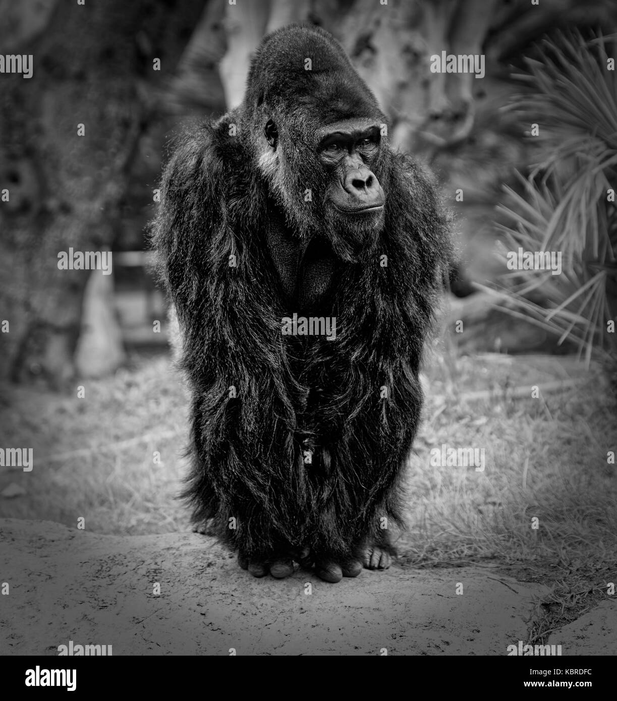 Ritratto di gorilla con sfondo sfocato in bianco e nero Foto Stock