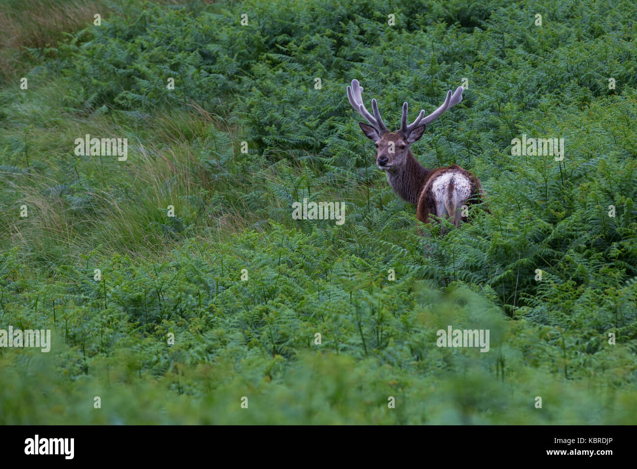 Red Deer cervo a Glen Etive, Scozia Foto Stock