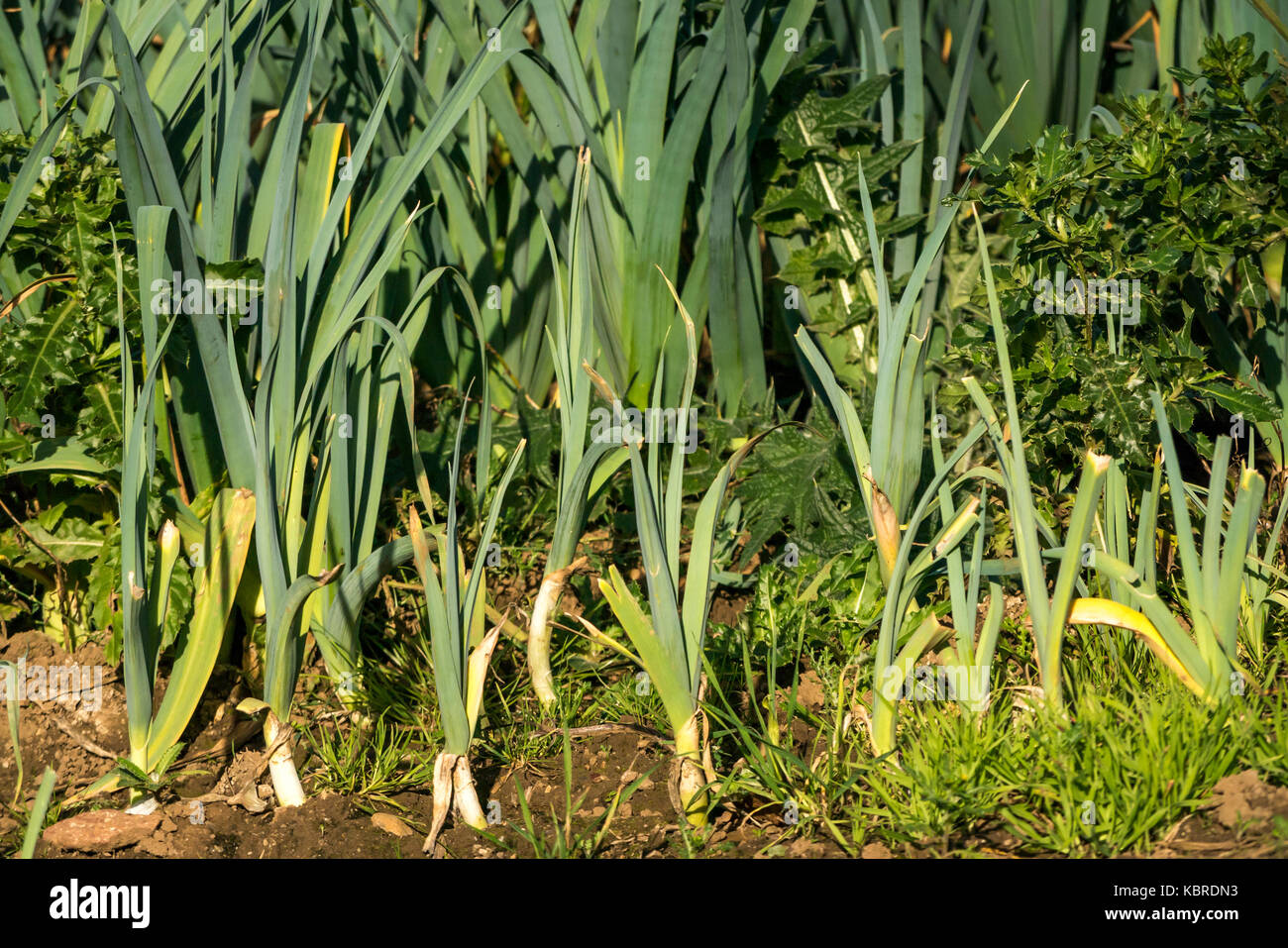 Close up di porro pianta radici raccolto in crescita in campo, East Lothian, Scozia, Regno Unito Foto Stock