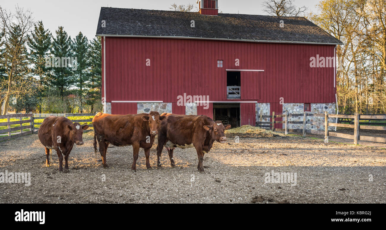 Tre mucche in una fattoria Foto Stock