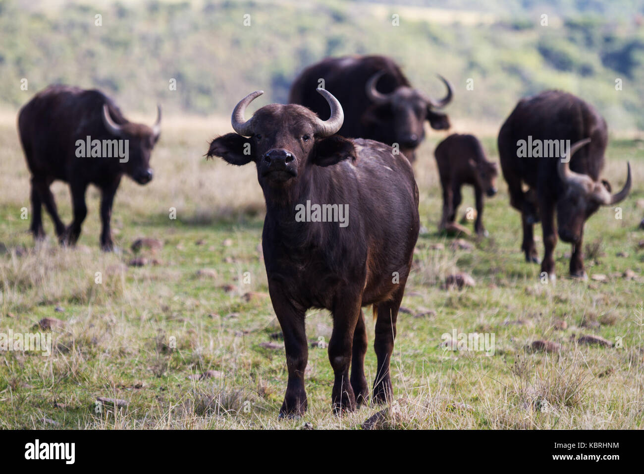Bufalo africano a Botlierskop riserva privata, Sud Africa Foto Stock