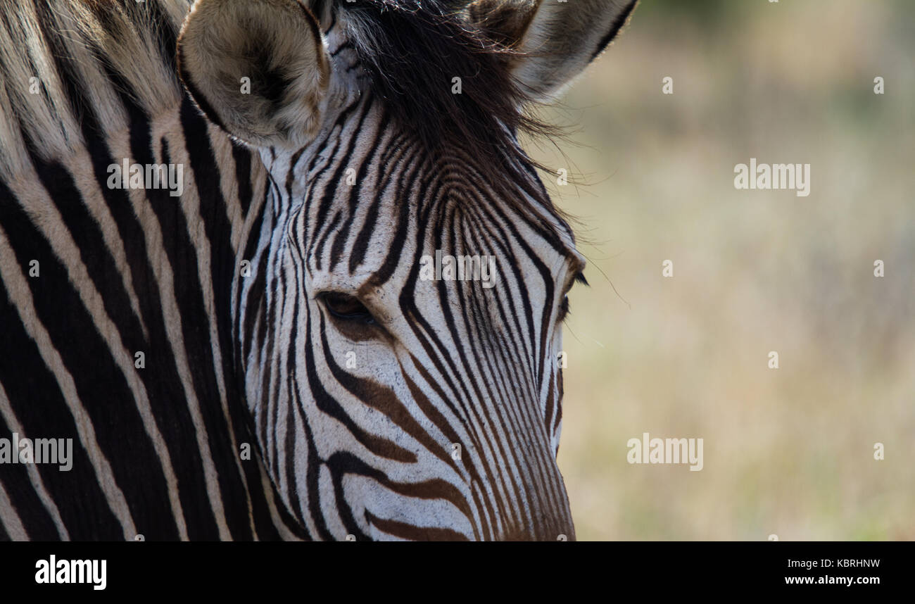 Zebra a Botlierskop riserva privata, Sud Africa Foto Stock