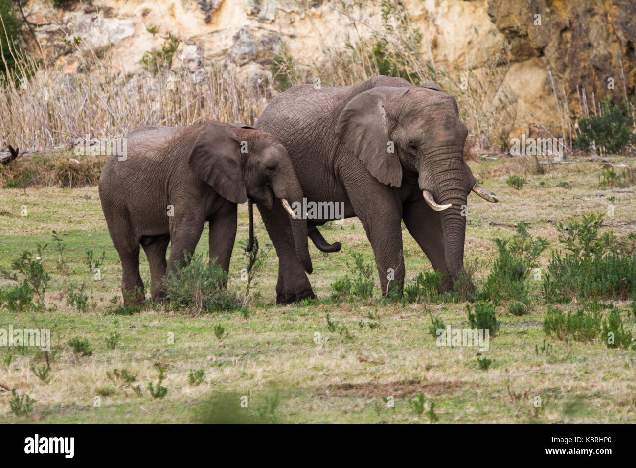 Elephant padre e figlio, Botlierskop Riserva Privata Timbavati Foto Stock