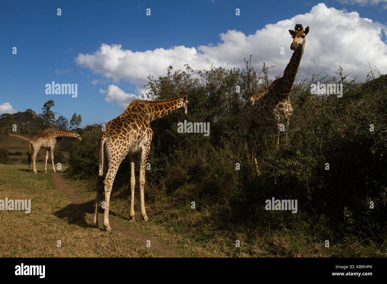 Giraffa presso Botlierskop riserva privata, Sud Africa Foto Stock