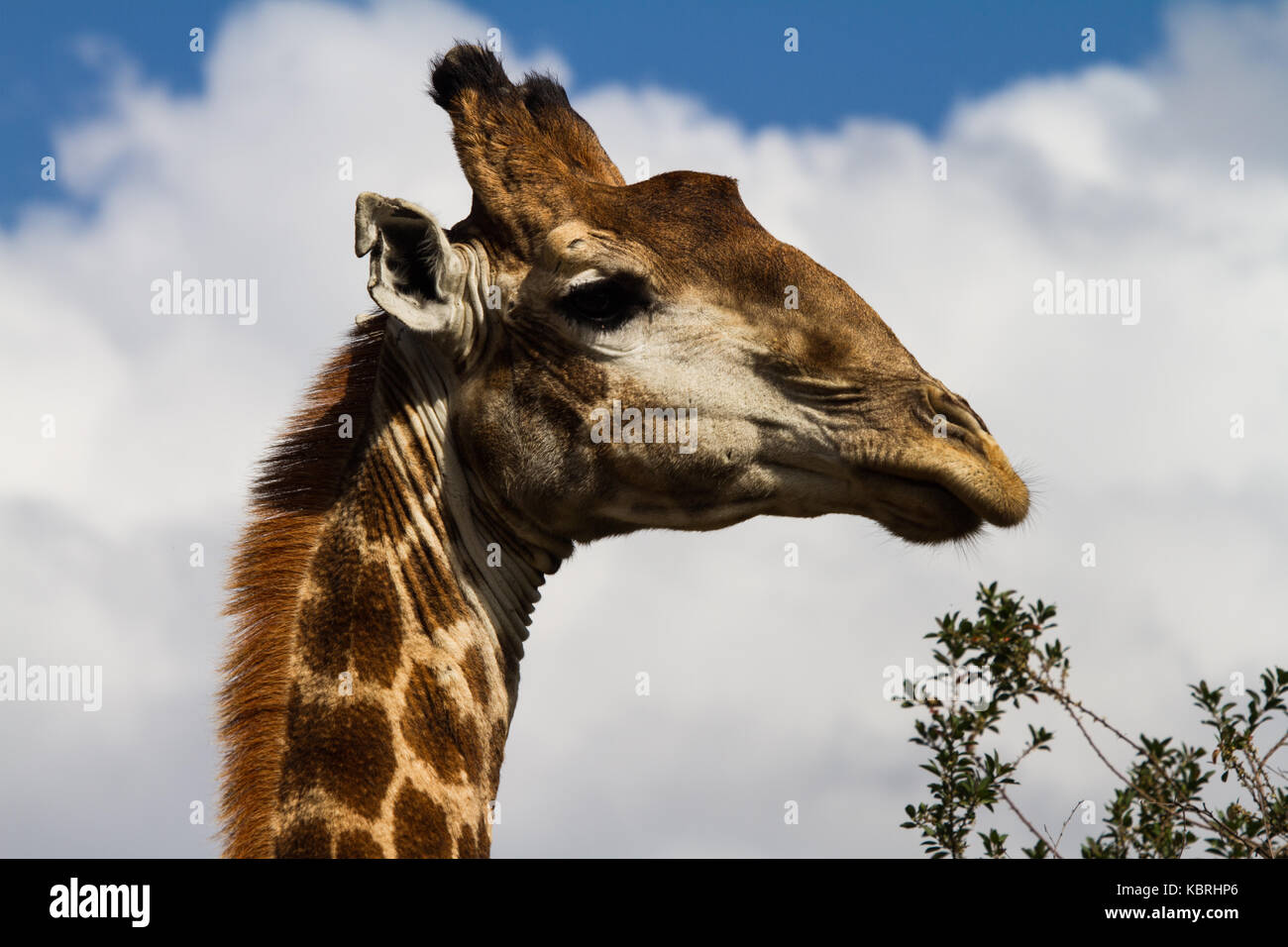 Giraffa presso Botlierskop riserva privata, Sud Africa Foto Stock