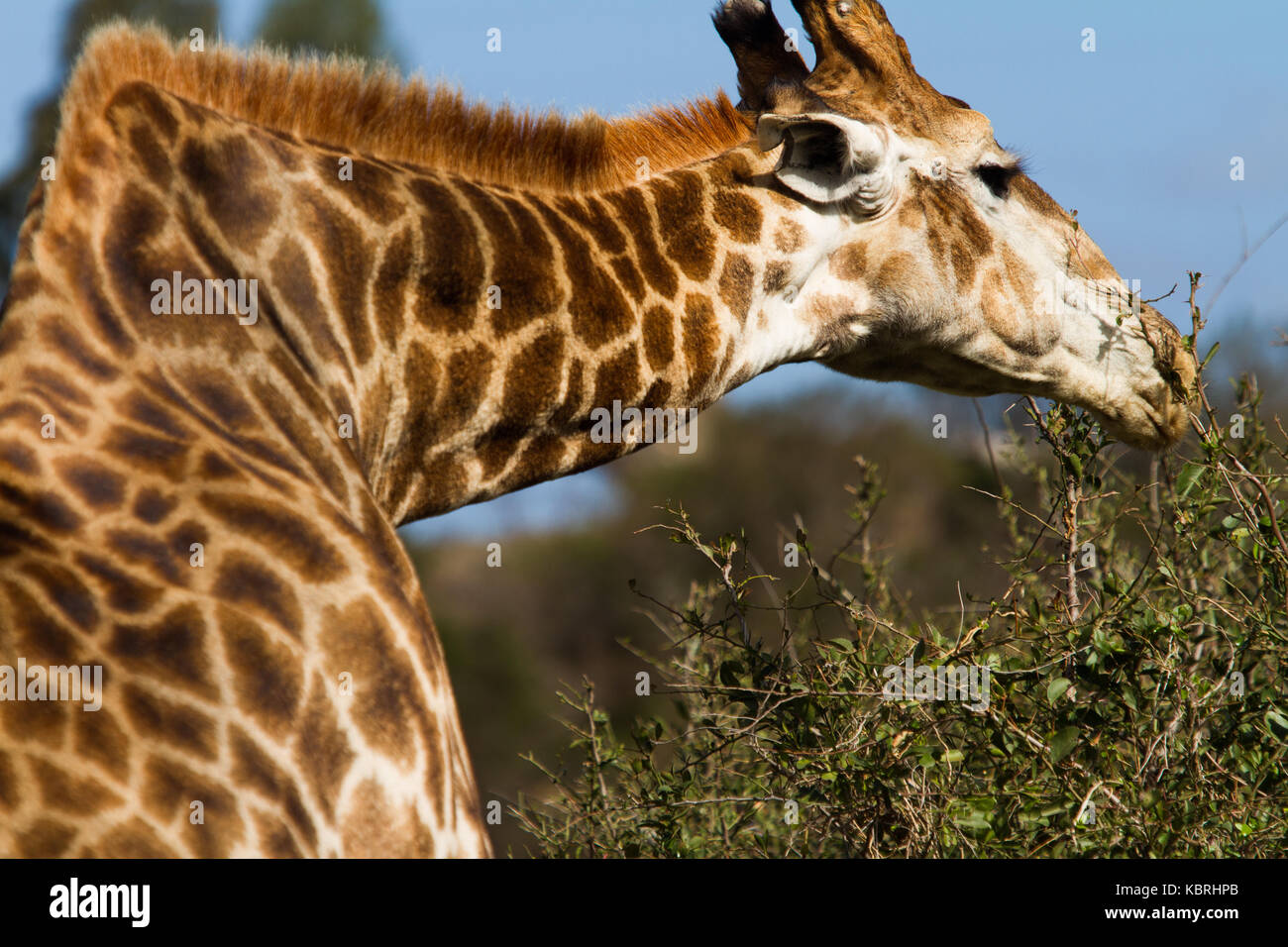 La giraffa raggiunge la sommità di un albero a Botlierskop riserva privata, Sud Africa Foto Stock