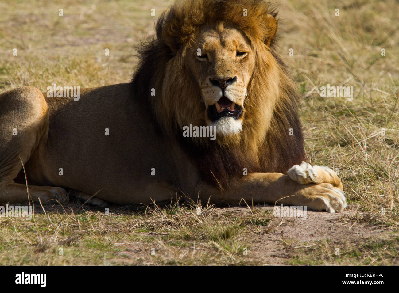 Maschio di leone crogiolarsi sotto il sole e guardando la telecamera, Botlierskop riserva privata, Sud Africa Foto Stock