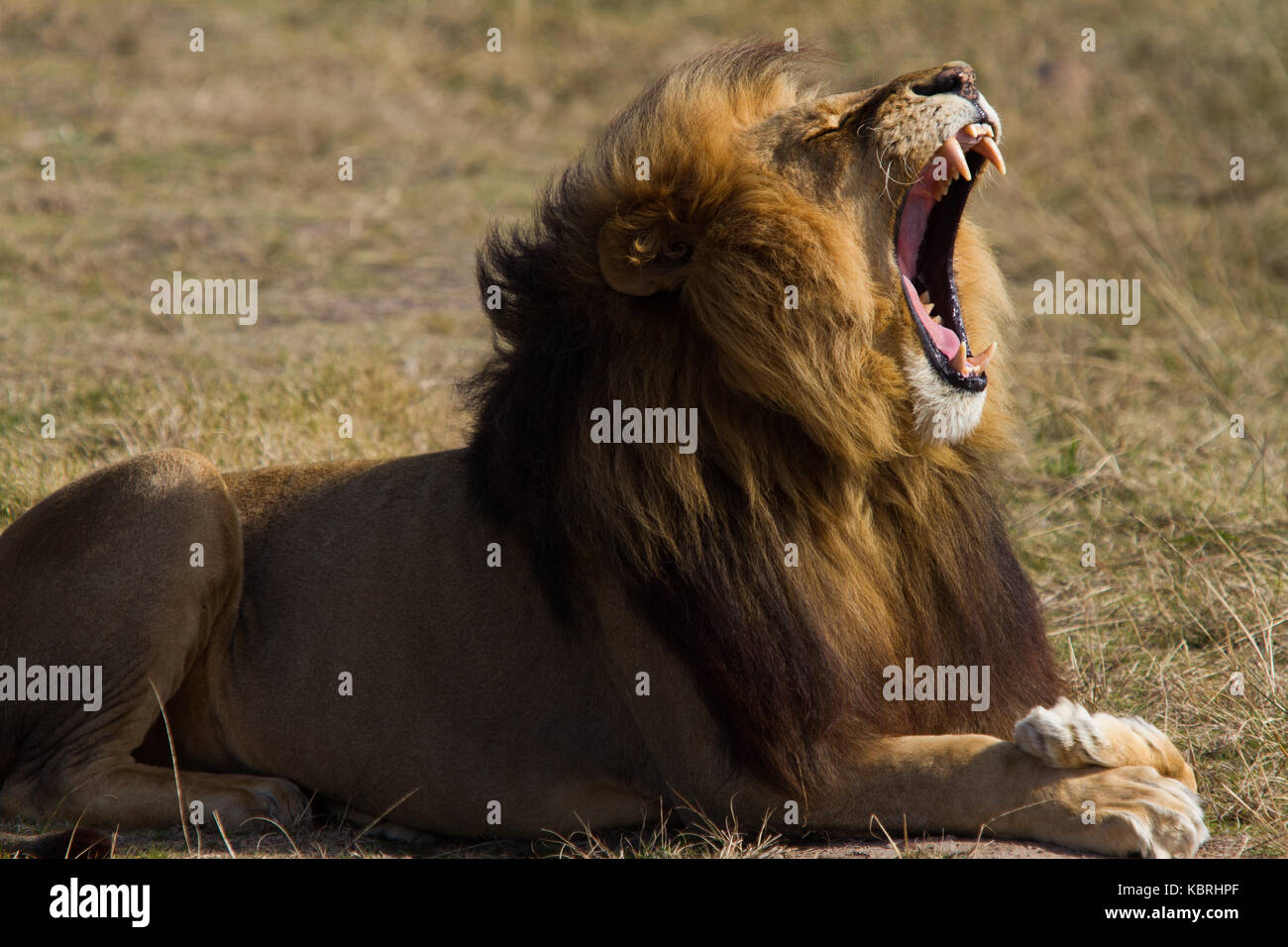 Lion sbadiglia maschio, che mostra i denti Foto Stock