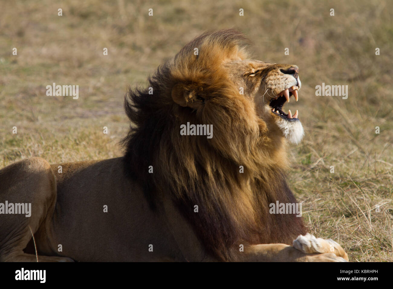 Lion sbadiglia maschio, che mostra i denti Foto Stock