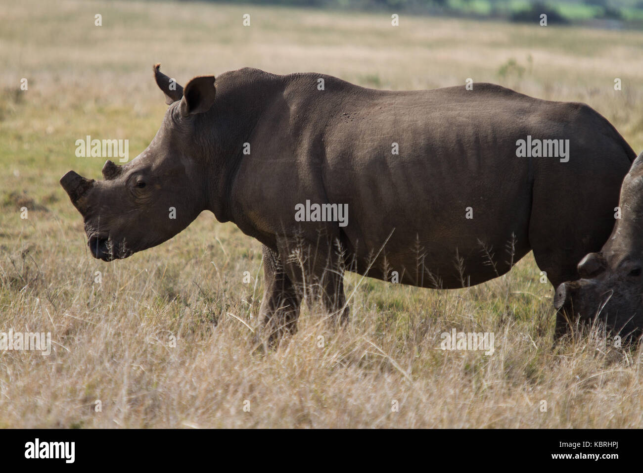 Rhinoceros a Botlierskop riserva privata in Sud Africa, con avvisatore acustico rimosso per proteggerlo contro i cacciatori di frodo. Foto Stock