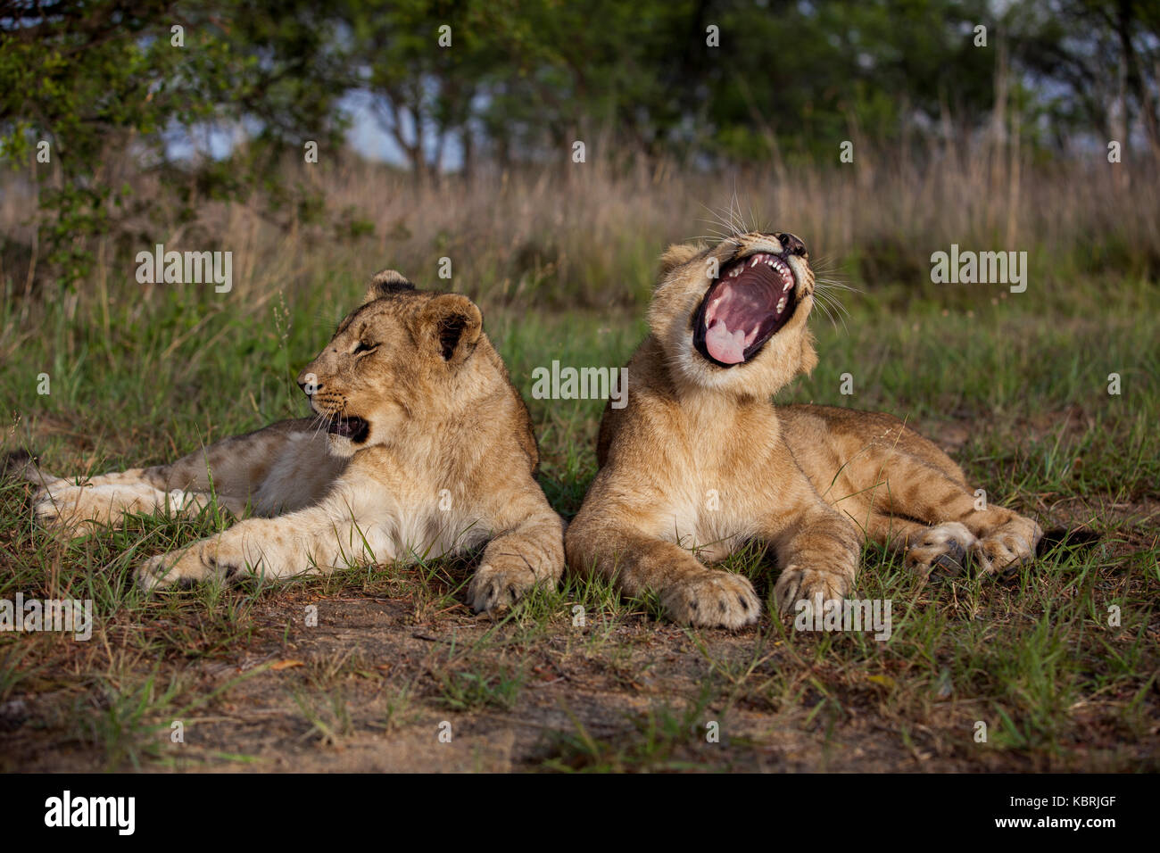 2 Giovani leoni giacenti in erba a sbadigliare e cercando in Zimbabwe Foto Stock
