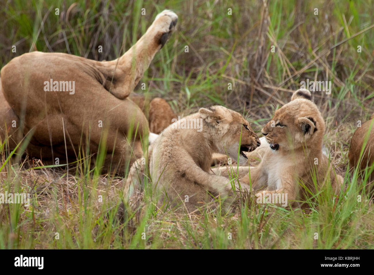 Cuccioli Lions che dormono giocando adulti maschi Alpha Foto Stock