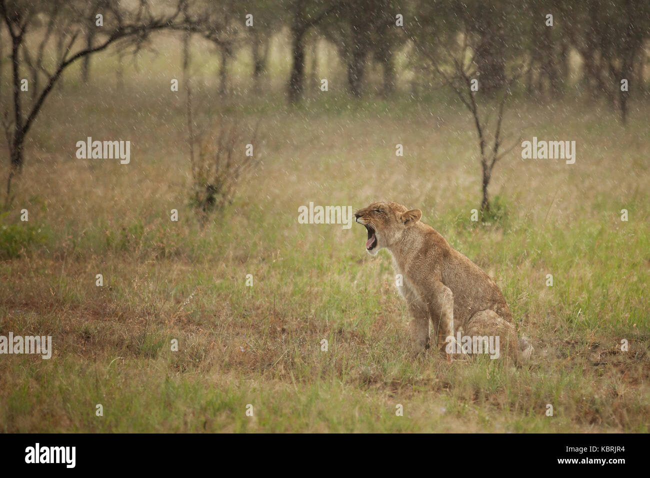 Lioness seduta in pioggia chiamata / ruggito / sbadiglio Foto Stock