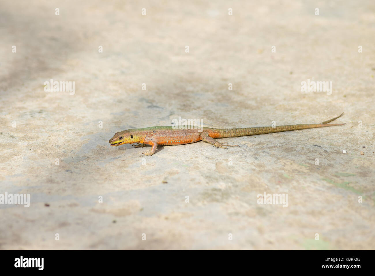Una parete di Maltese Lizard, Podarcis filfolensis, con una coda biforcuta, o due code, split coda. Vecchia coda danneggiata e guarito, nuova crescita di coda. Malta Foto Stock