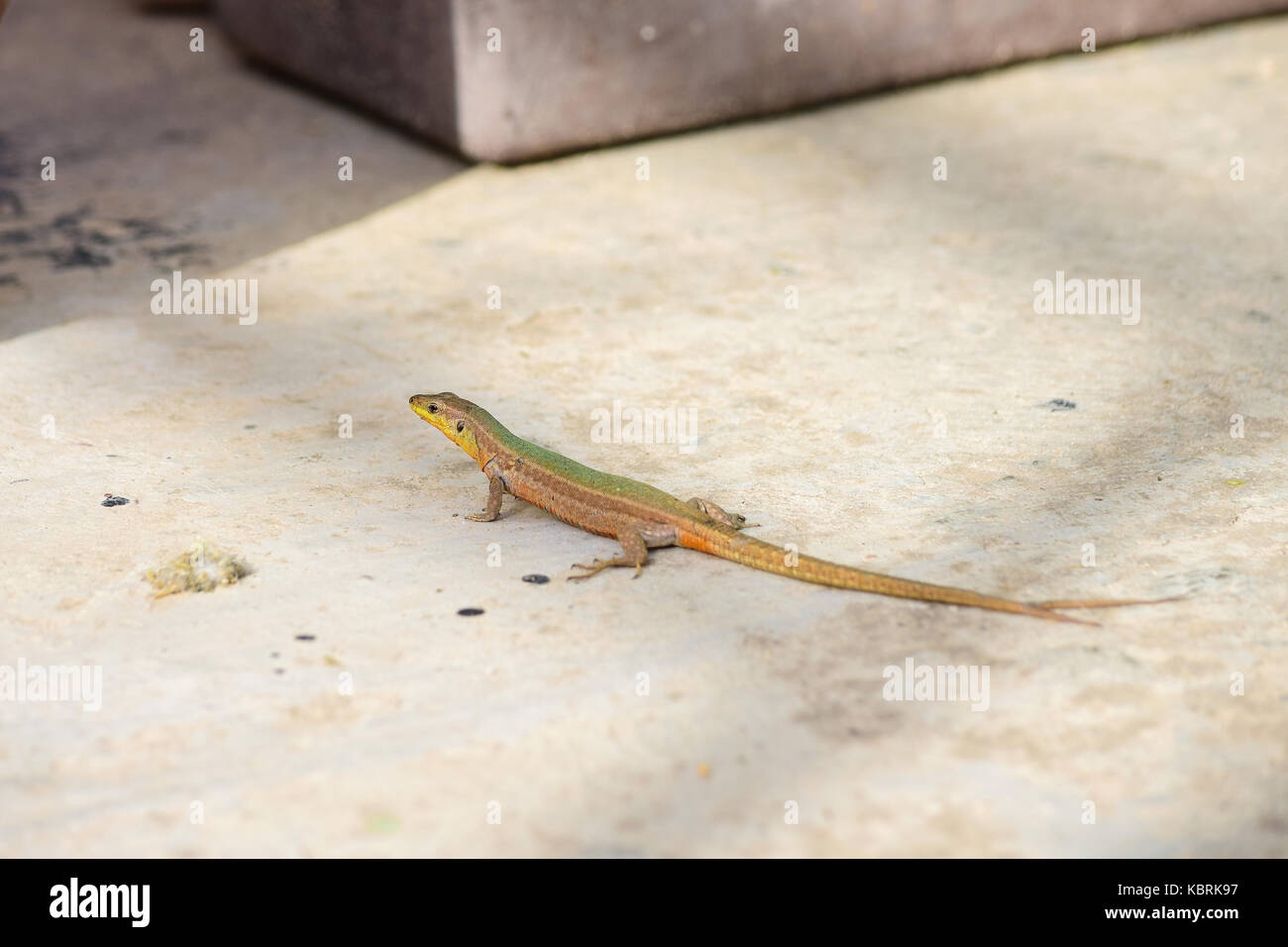 Una parete di Maltese Lizard, Podarcis filfolensis, con una coda biforcuta, o due code, split coda. Vecchia coda danneggiata e guarito, nuova crescita di coda. Malta Foto Stock