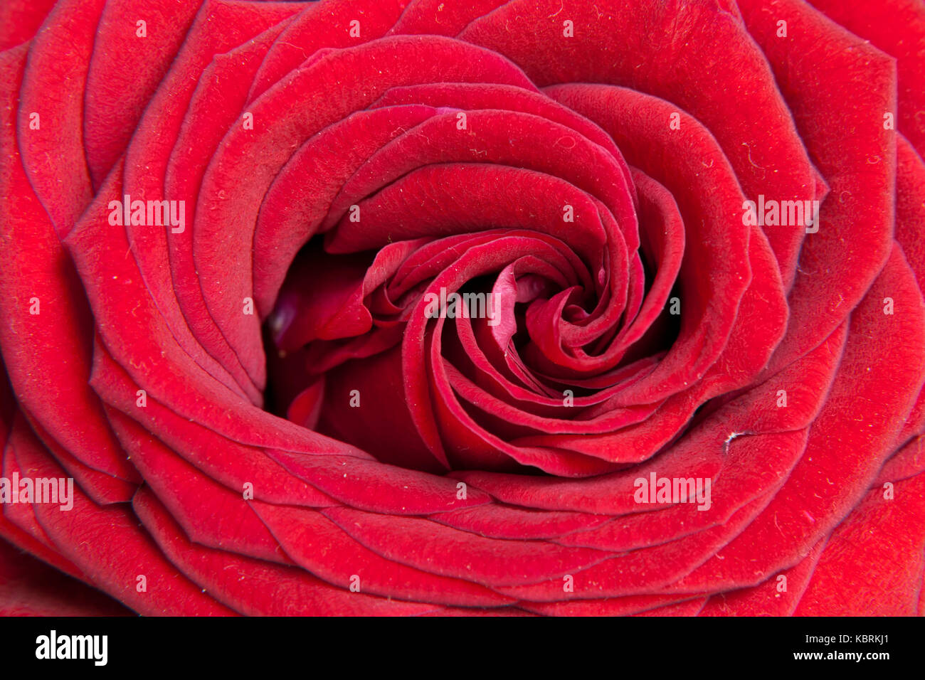 Red Rose fiore closeup Foto Stock