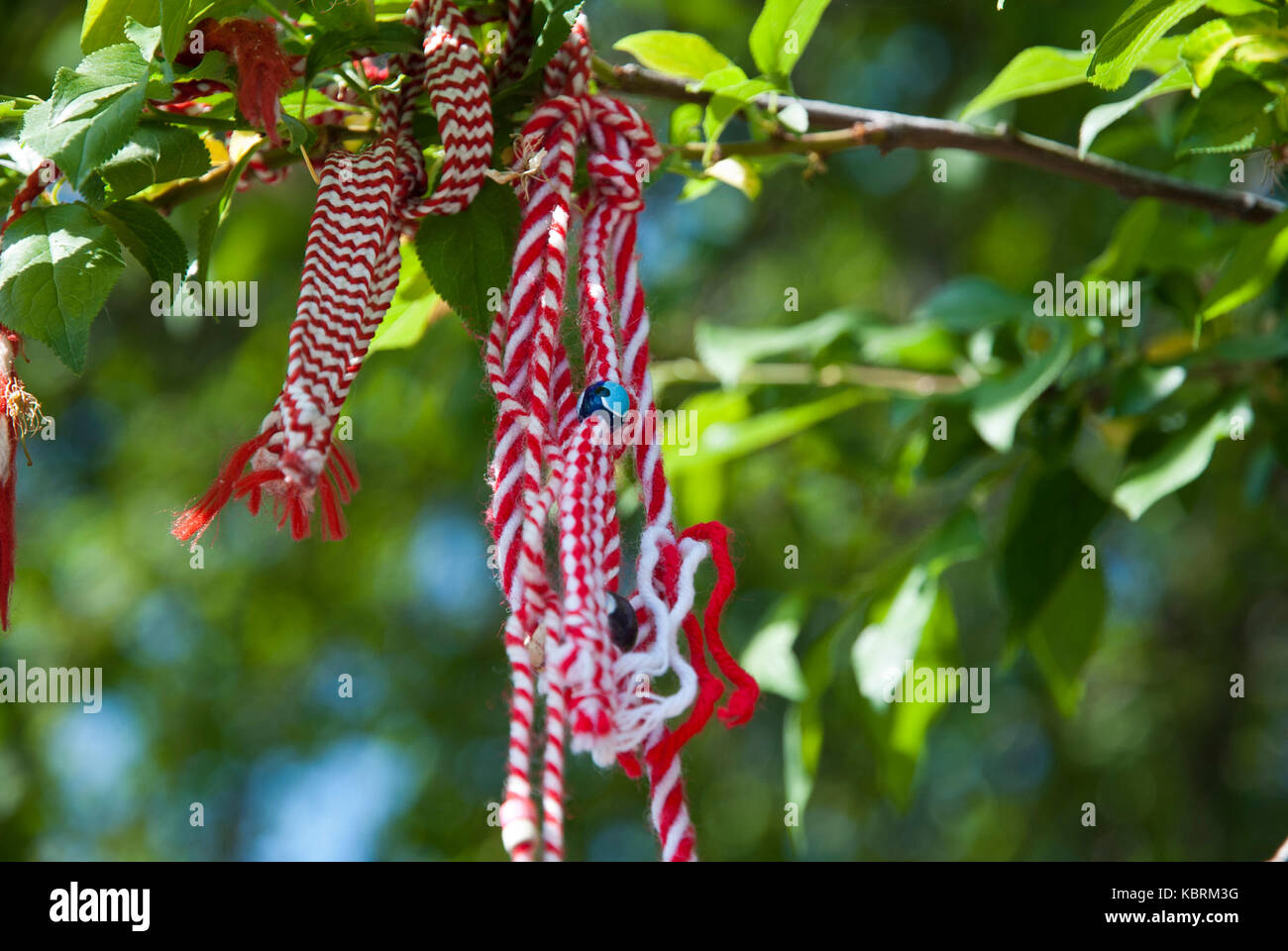 Il bianco e il rosso tradizionali bulgare martenitsa appeso sul ramo di albero Foto Stock