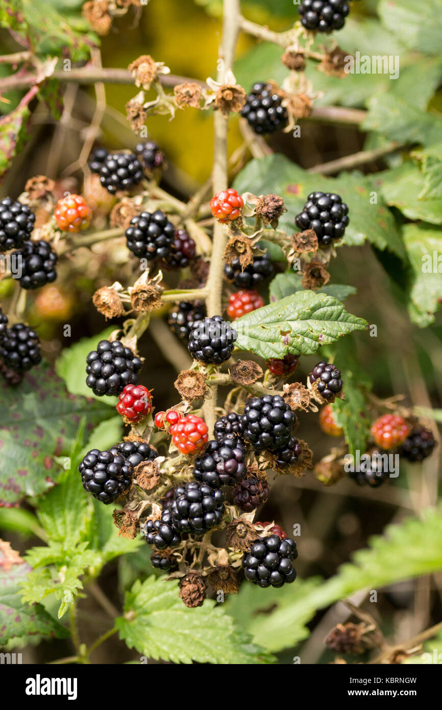 More di rovo o di Rubus fruticosus agg tarda estate, alcune bacche mature, alcuni passando al nero da rosso. Inarcamento steli root sul contatto a massa. Foto Stock
