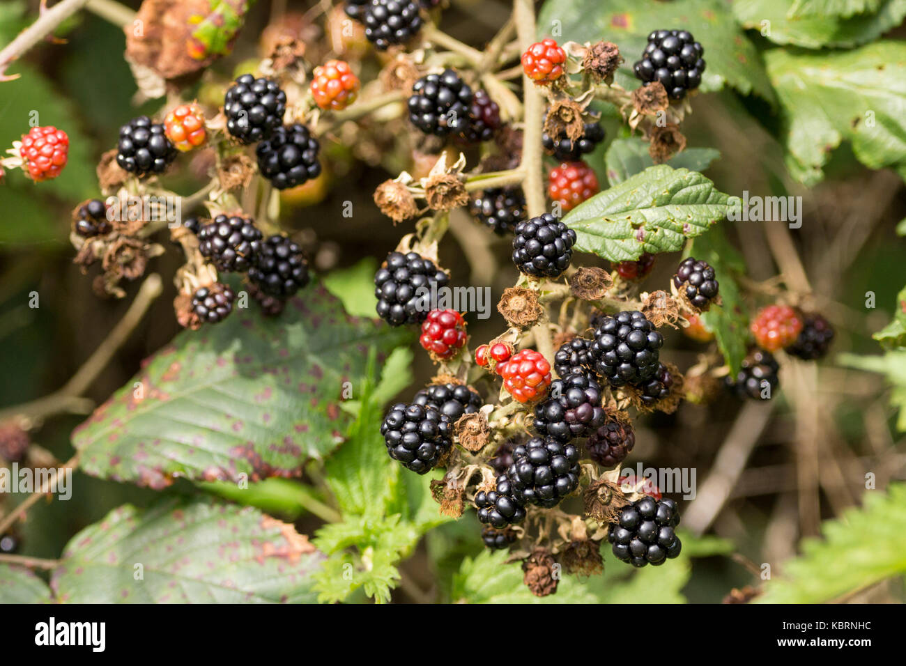 More di rovo o di Rubus fruticosus agg tarda estate, alcune bacche mature, alcuni passando al nero da rosso. Inarcamento steli root sul contatto a massa. Foto Stock