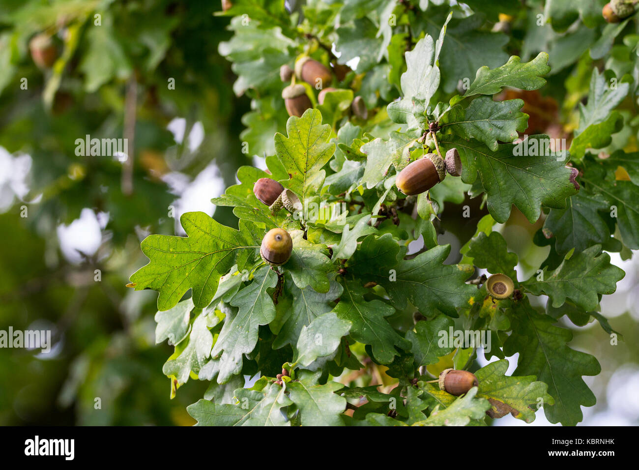 Foglie di quercia e ghiande farnia o Quercus robur nella tarda estate ora ghiande di caduta a terra. Alcune foglie passando al giallo e marrone. Foto Stock