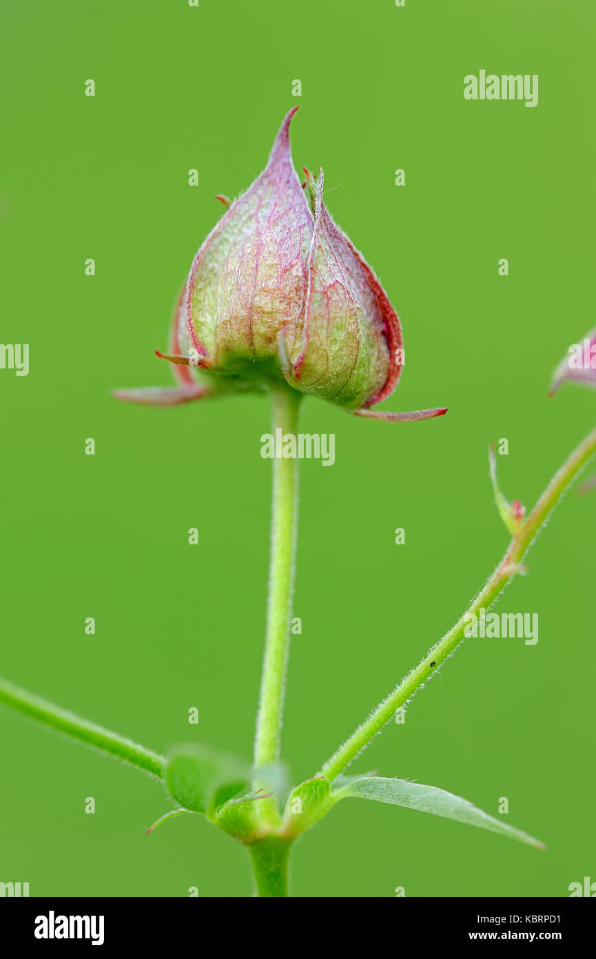 Marsh Cinquefoil, Bud, Renania settentrionale-Vestfalia, Germania / (Potentilla palustris, Comarum palustre) | Sumpf-Blutauge, Nordrhein-Westfalen, Deutschland Foto Stock