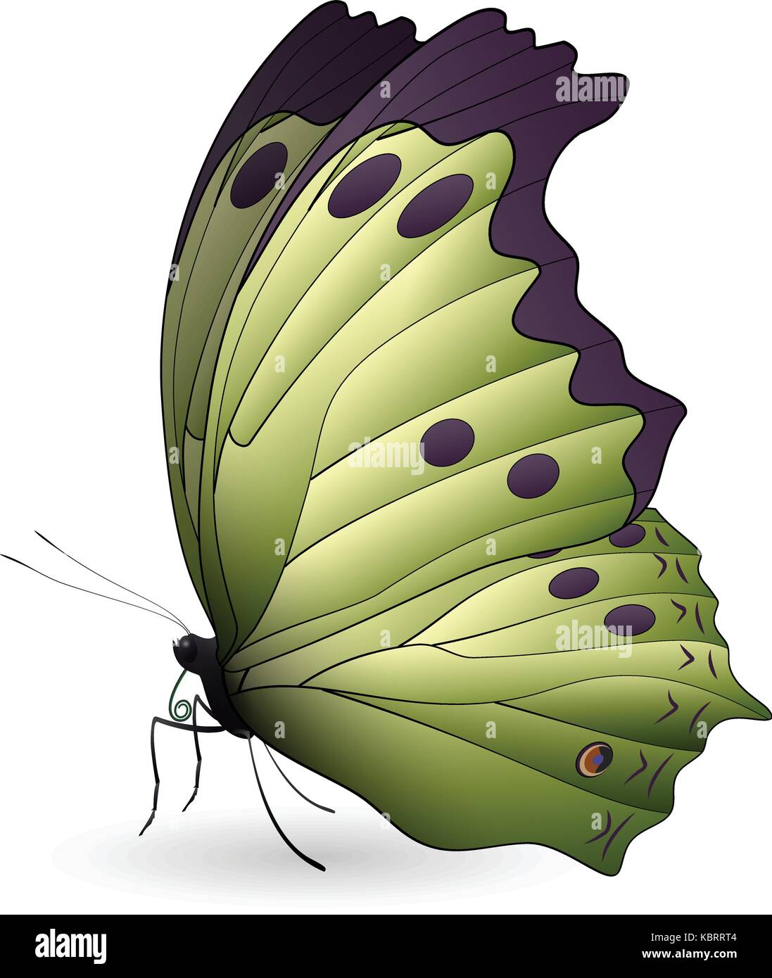 Stupenda farfalla isolato su uno sfondo bianco Illustrazione Vettoriale
