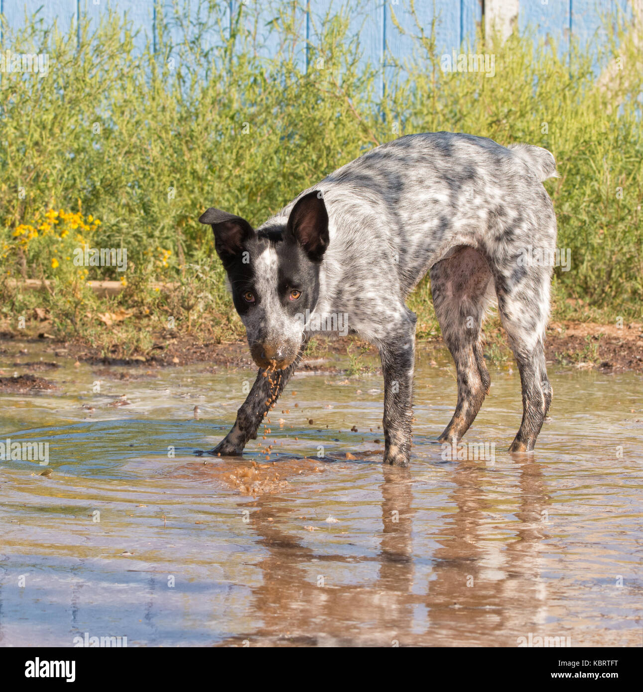 Bianco e nero spotted dog con il suo naso il gocciolamento di acqua fangosa, guardando il visore Foto Stock