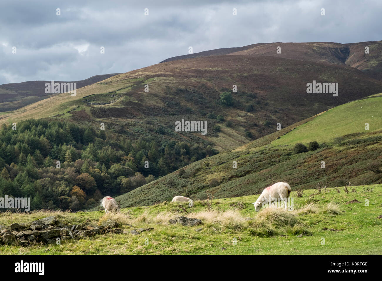 Pecore al pascolo nella luce del sole con le nuvole scure si avvicina, sulle colline intorno a Jaggers Clough, Derbyshire, Parco Nazionale di Peak District, England, Regno Unito Foto Stock