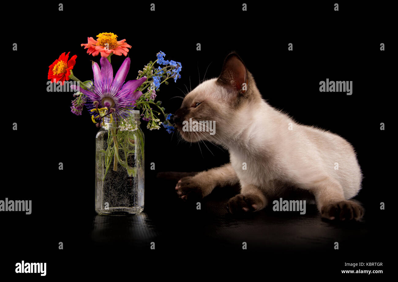 Siamese gattino sniffing sui fiori, su sfondo nero Foto Stock