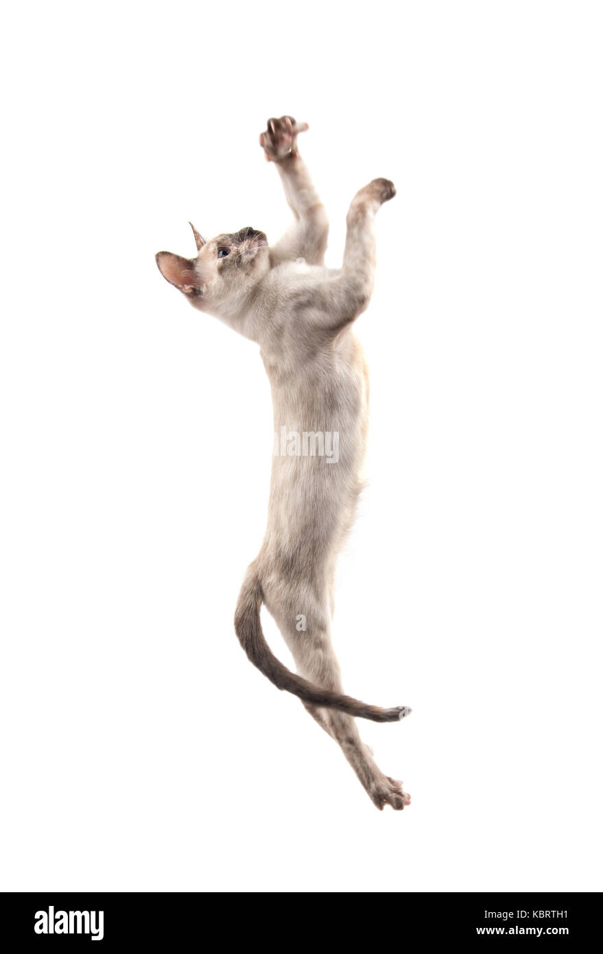 Siamese gattino saltando su alta swatting con le sue zampette, su bianco Foto Stock