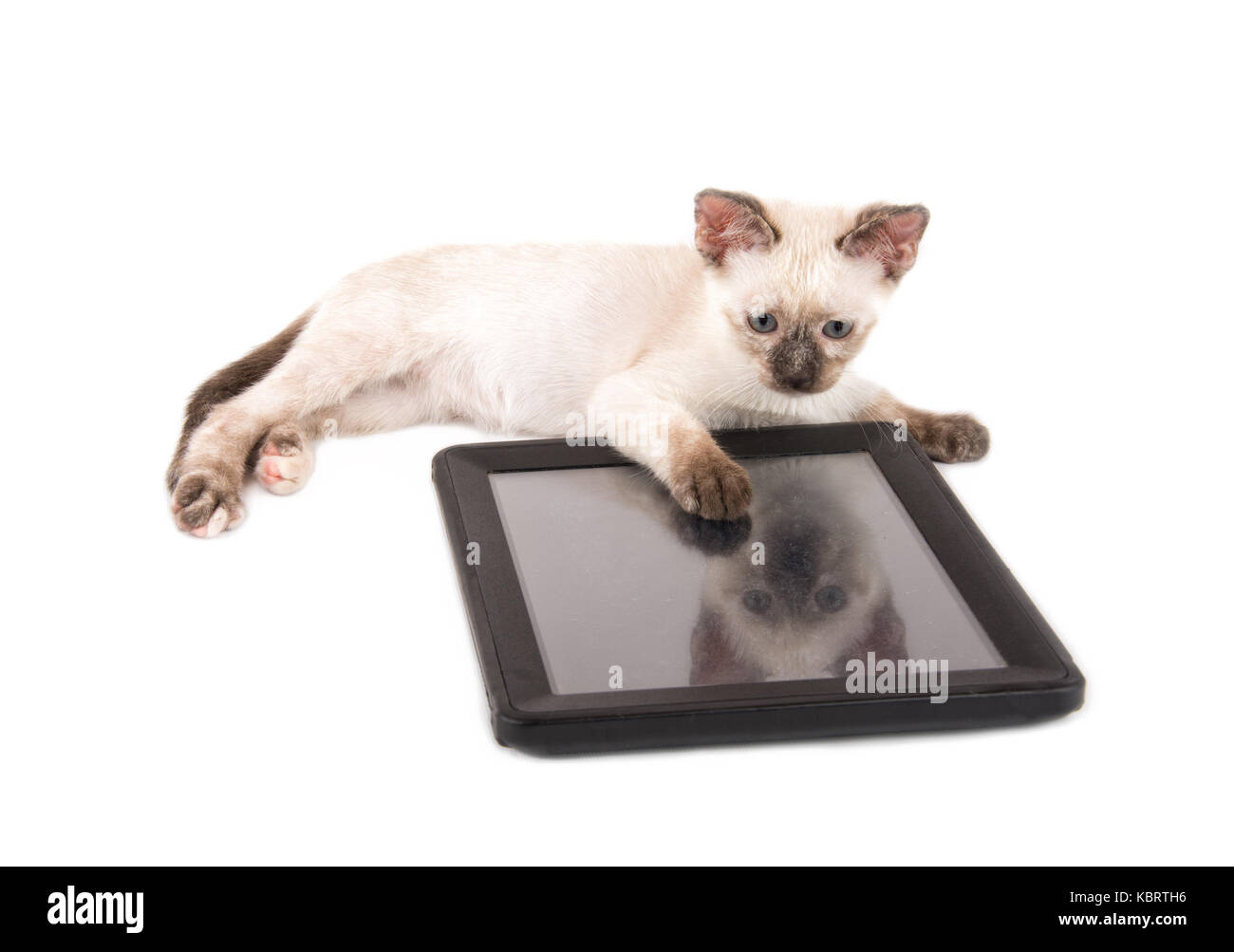 Adorabili Gattini siamese che giace dietro un computer tablet, su bianco Foto Stock