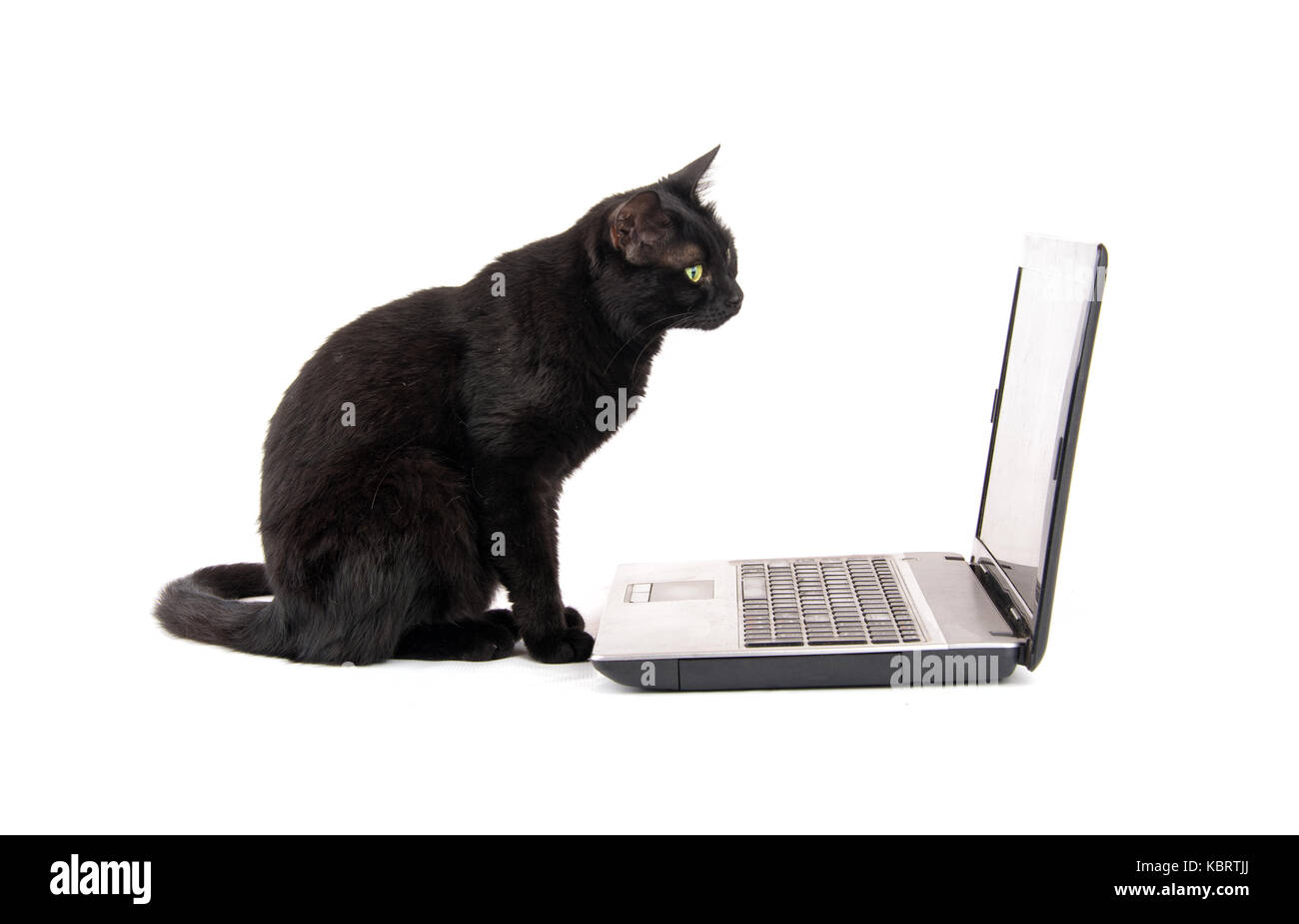 Bllack cat guardando intensamente a uno schermo portatile, su sfondo bianco Foto Stock