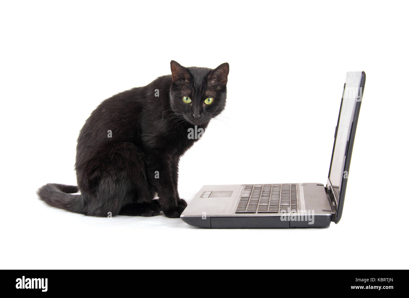 Gatto nero con un look di contemplare il suo volto seduto davanti a un computer portatile, su sfondo bianco Foto Stock