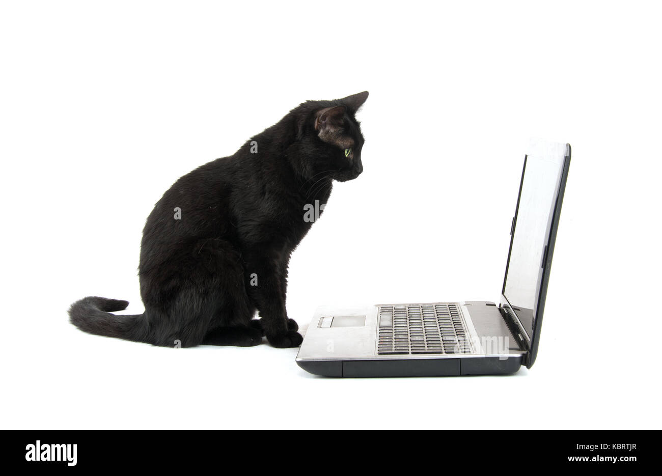 Gatto nero fissando uno schermo portatile, su sfondo bianco Foto Stock