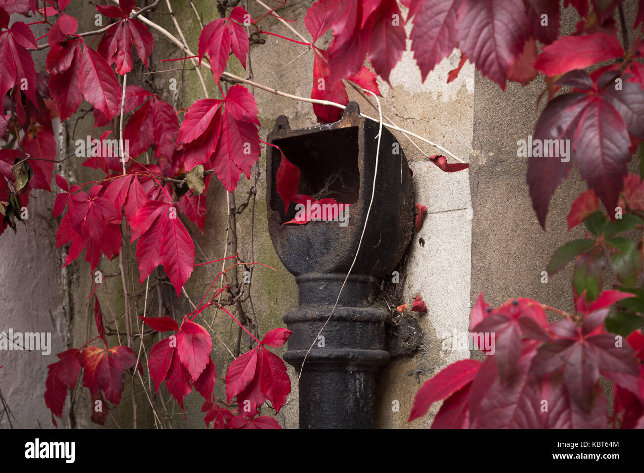 Londra, Regno Unito. 1 Ott 2017. Regno Unito Meteo: primo giorno di ottobre porta l'intenso autunno colori rosso di edera giapponese (o Boston ivy) a ovest di Londra. Credito: Guy Corbishley/Alamy Live News Foto Stock