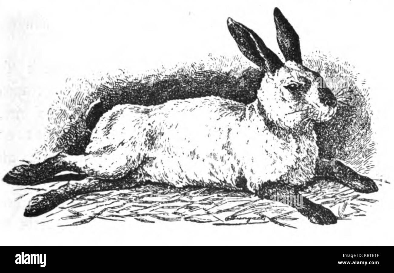 Un'illustrazione del coniglio russo, presente nell'opera di Jean Bungartz del 1902 "Kaninchenrassen", incentrata sulle caratteristiche e l'aspetto della razza. Foto Stock