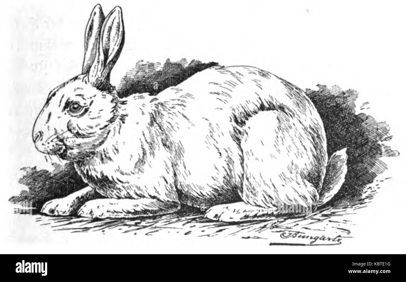 Polnisches Kaninchen (Jean Bungartz, Kaninchenrassen, 1902, p075) Foto Stock