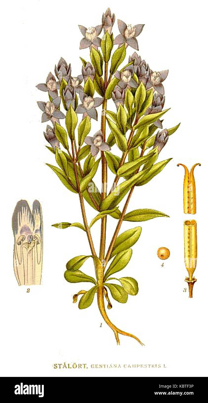75 Gentiana campestris Foto Stock
