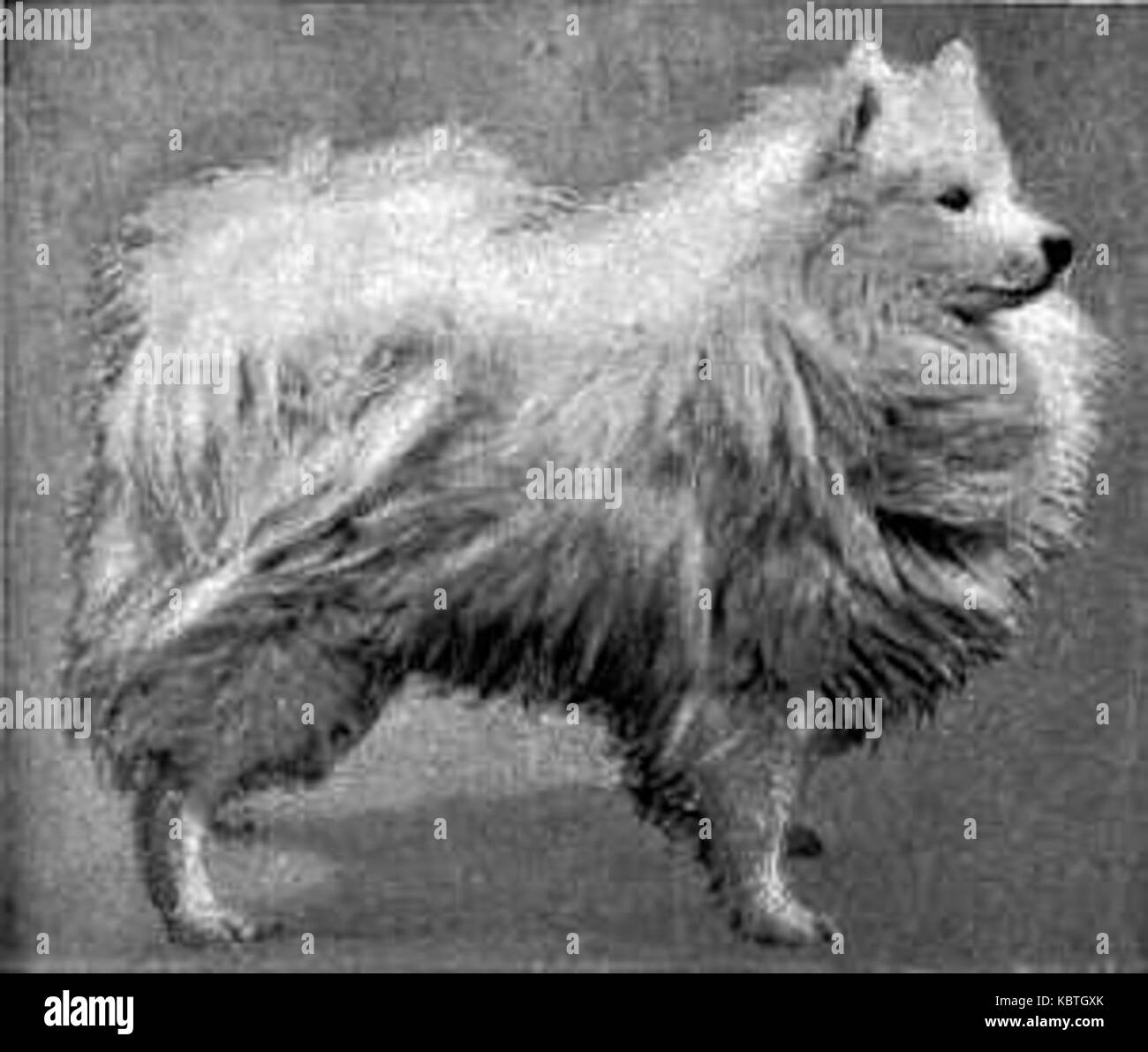Illustrazione etichettata "Dog 34" dall'Encyclopedia Britannica, raffigurante una razza di cane specifica in un profilo laterale. Foto Stock