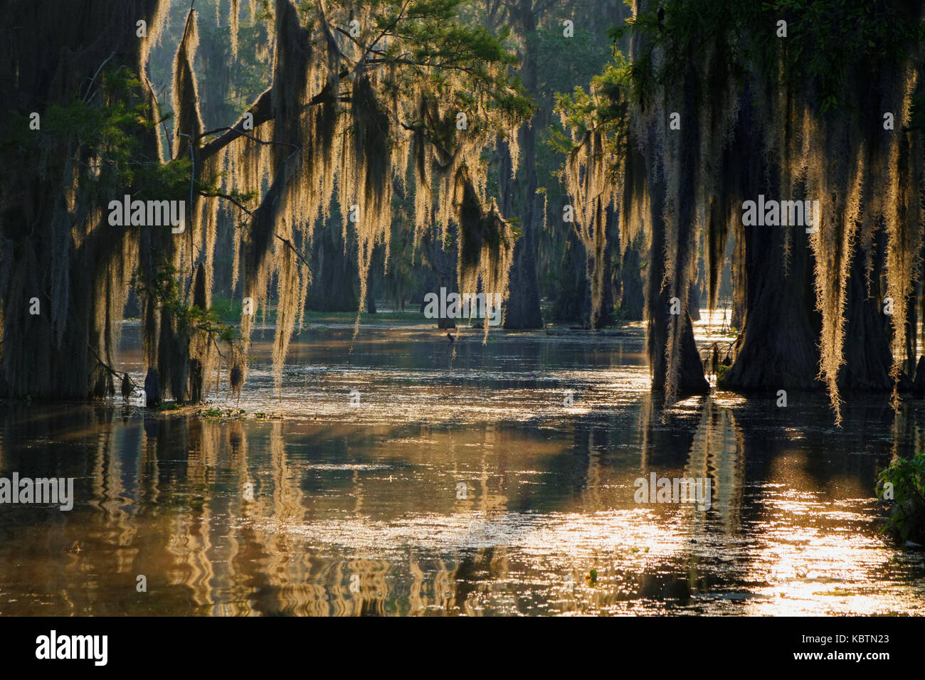 Muschio spagnolo nella Louisiana Bayou Foto Stock