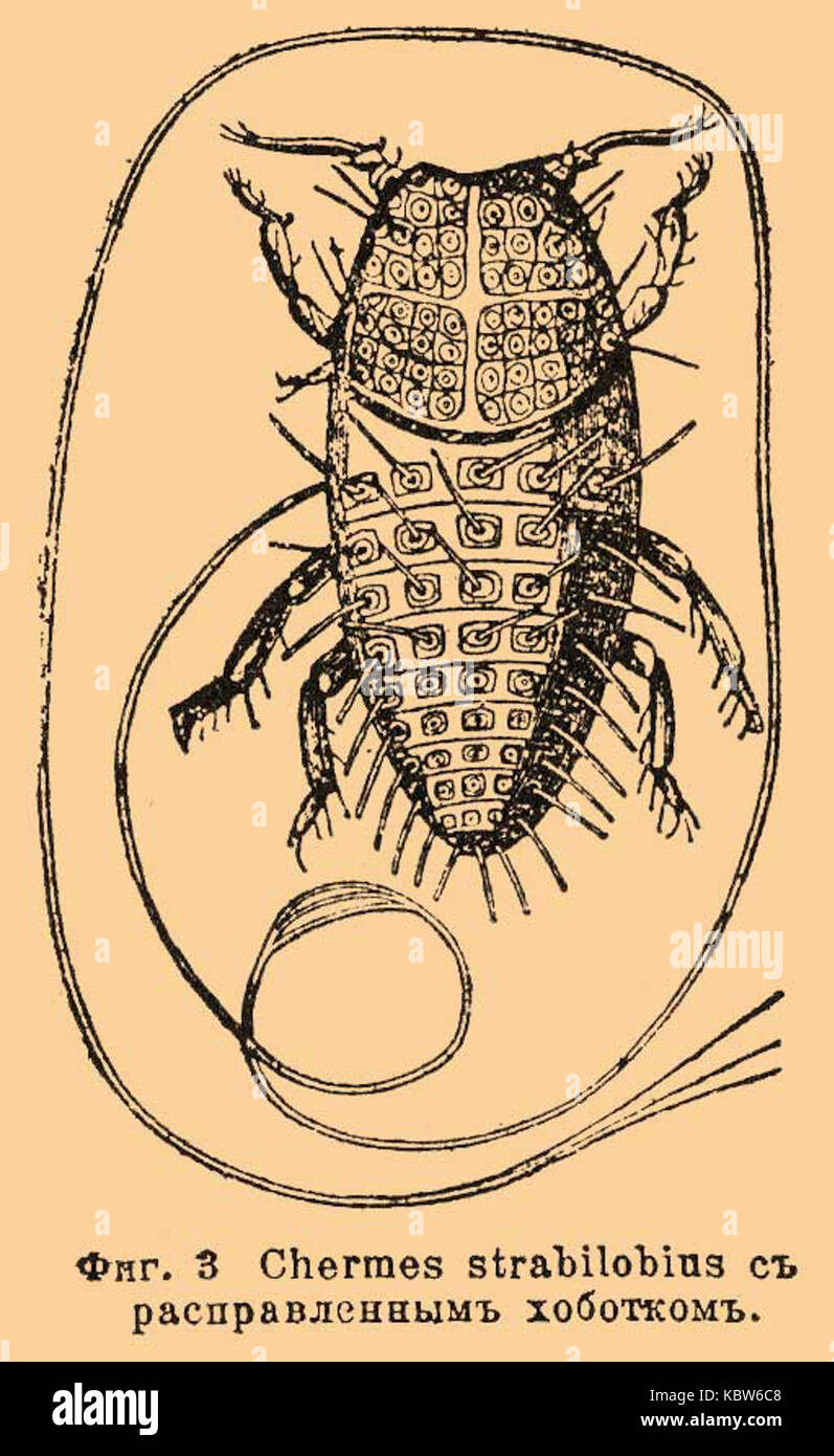 Questa voce del dizionario enciclopedico Brockhaus and Efron fornisce informazioni dettagliate su un argomento trattato nel volume 66, pagina 689. Il dizionario funge da fonte completa di conoscenza in vari campi. Foto Stock